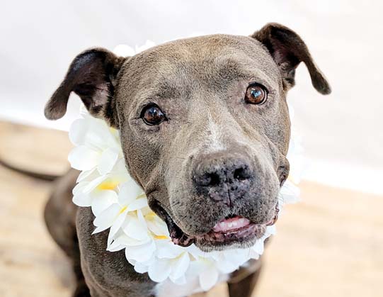 Pet of the Week